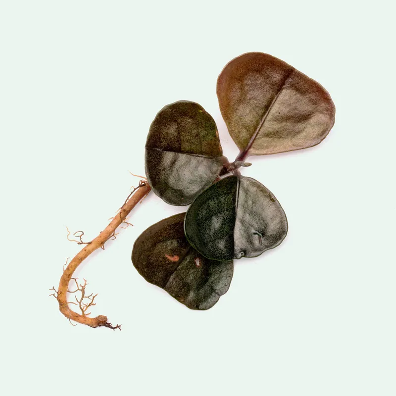 Ardisia Black - BUCE