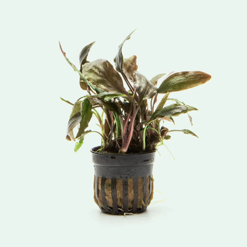 Cryptocoryne Blassii - WCA