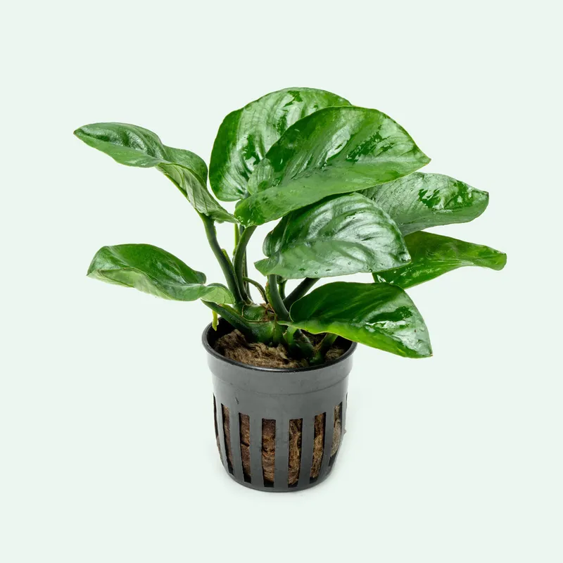 Anubias Barteri Butterfly - WCA