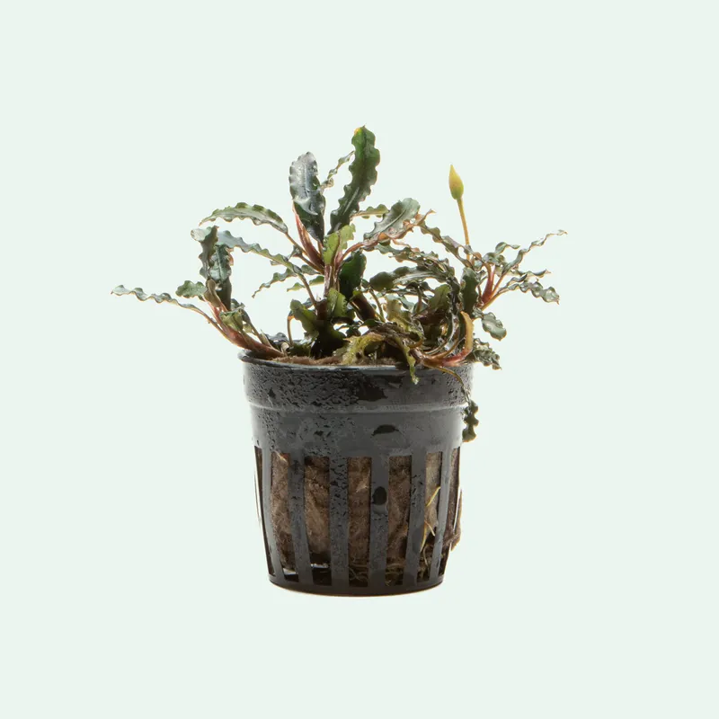 Bucephalandra Titan - CPA