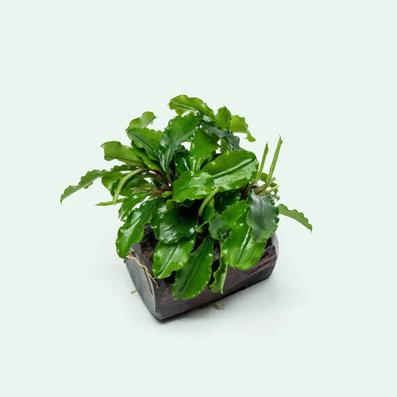Bucephalandra Green Wavy Driftwood - WCA