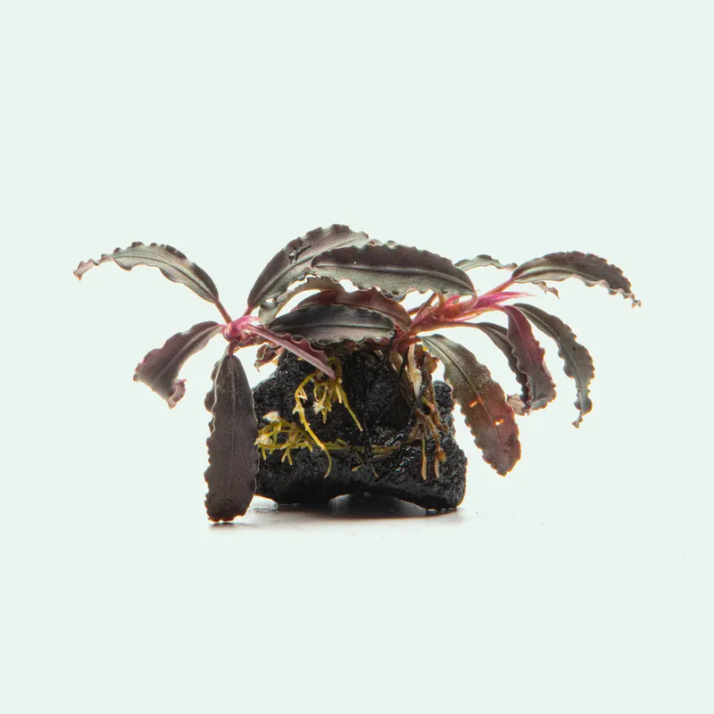 Bucephalandra Godzilla Lava Stone - CPA