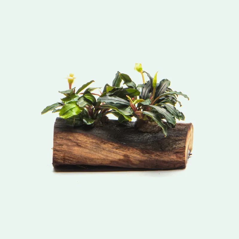 Bucephalandra Mixed Driftwood - CPA