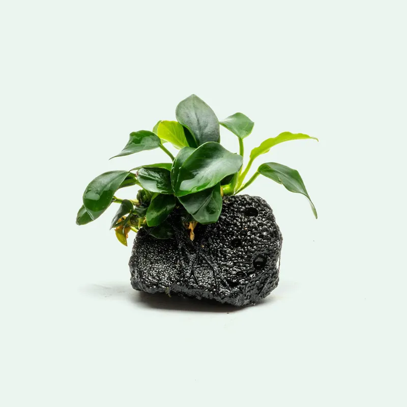 Anubias Nana Petite Lava Stone - CPA