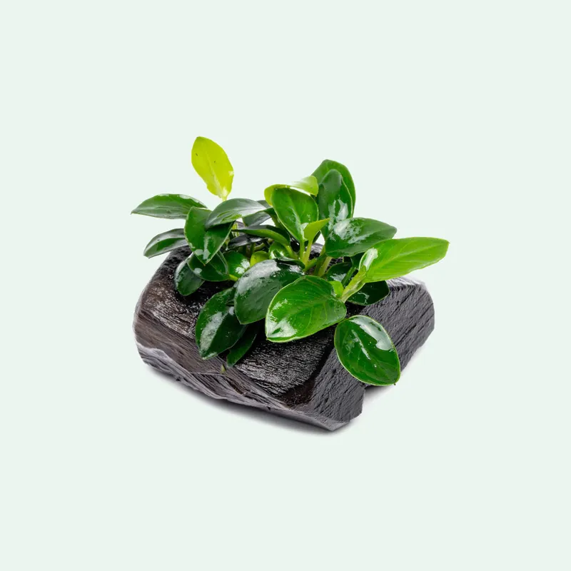 Anubias Nana Petite Driftwood - CPA