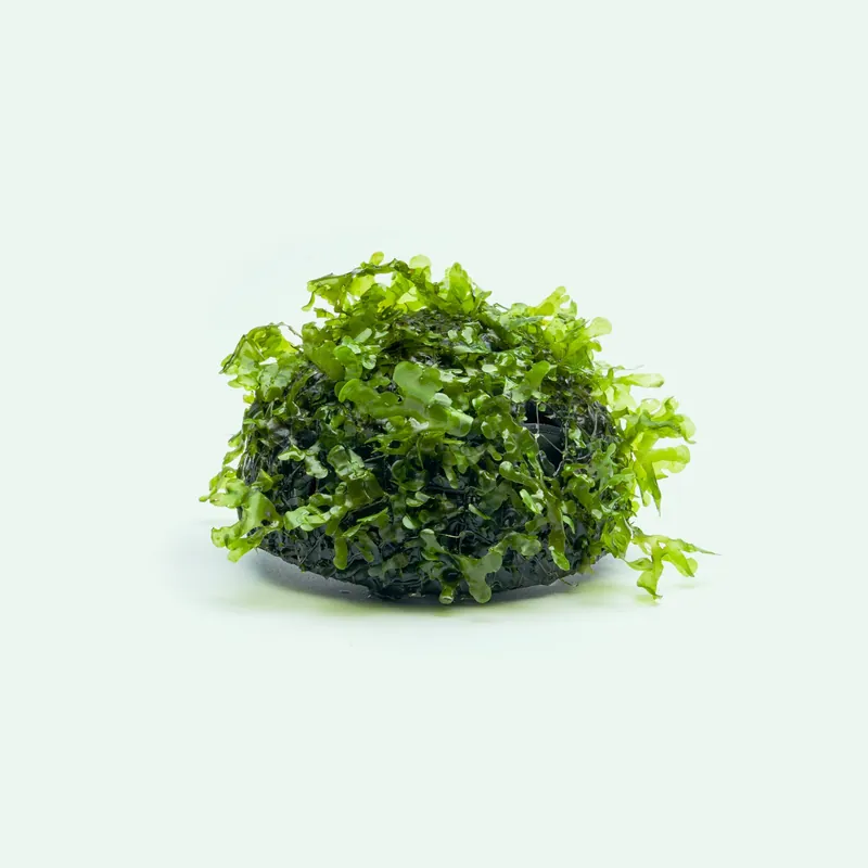 Süsswassertang (Subwassertang) - SI