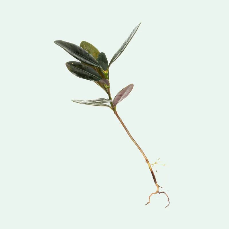 Ardisia Black Type 2 - BUCE