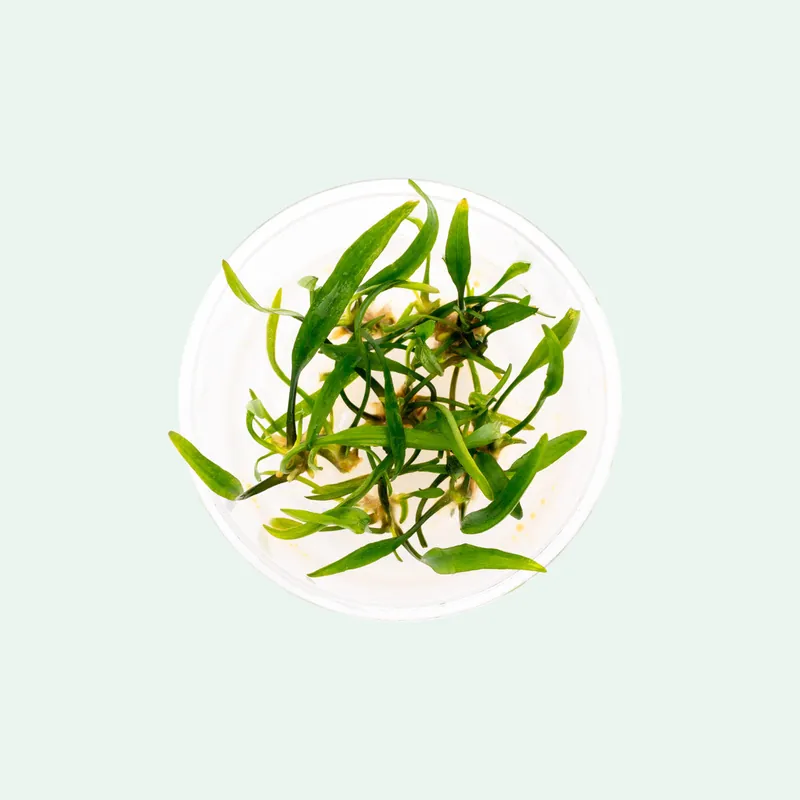 Cryptocoryne Nevillii - CPA