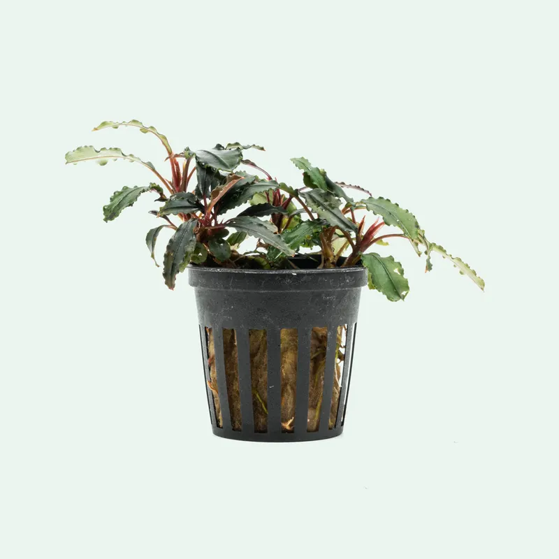 Bucephalandra Red Blade - SI