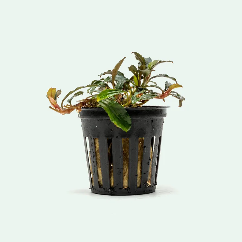 Bucephalandra Arrogant Blue - SI