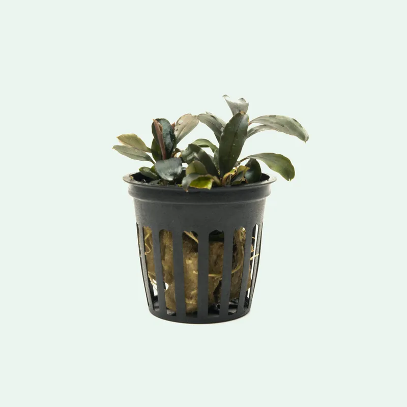 Bucephalandra Black Pearl - SI