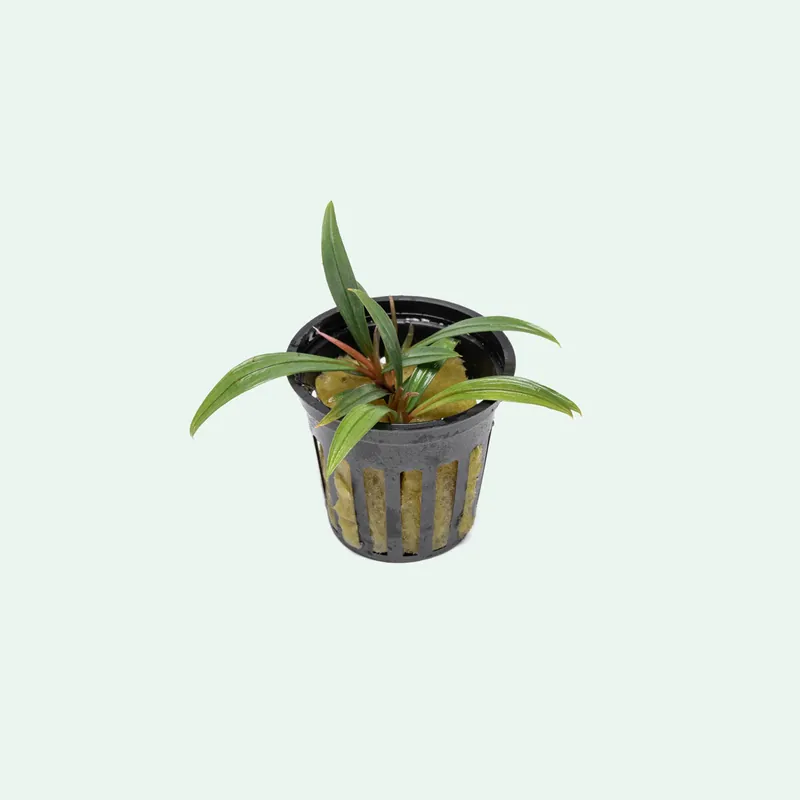 Bucephalandra Goliath - SI