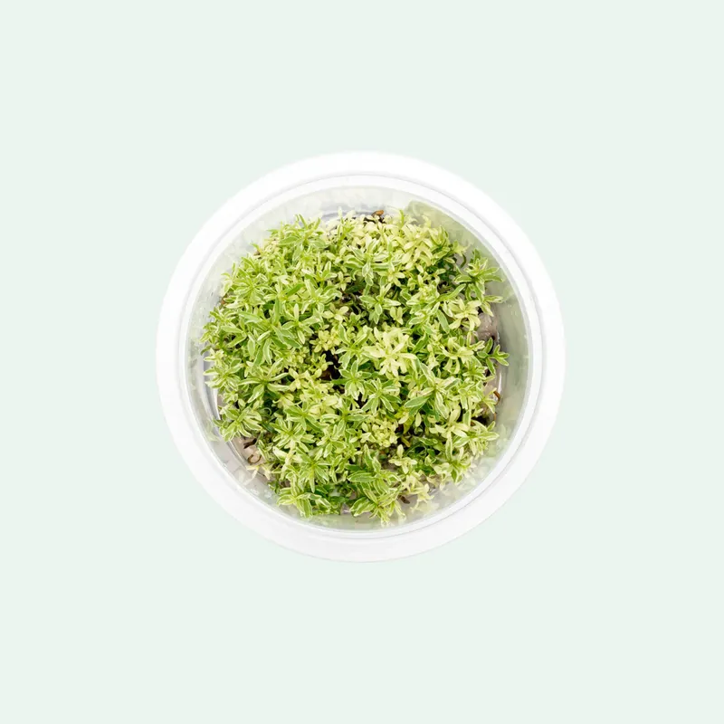 Ludwigia White Tissue Culture - Aquatic Farmer