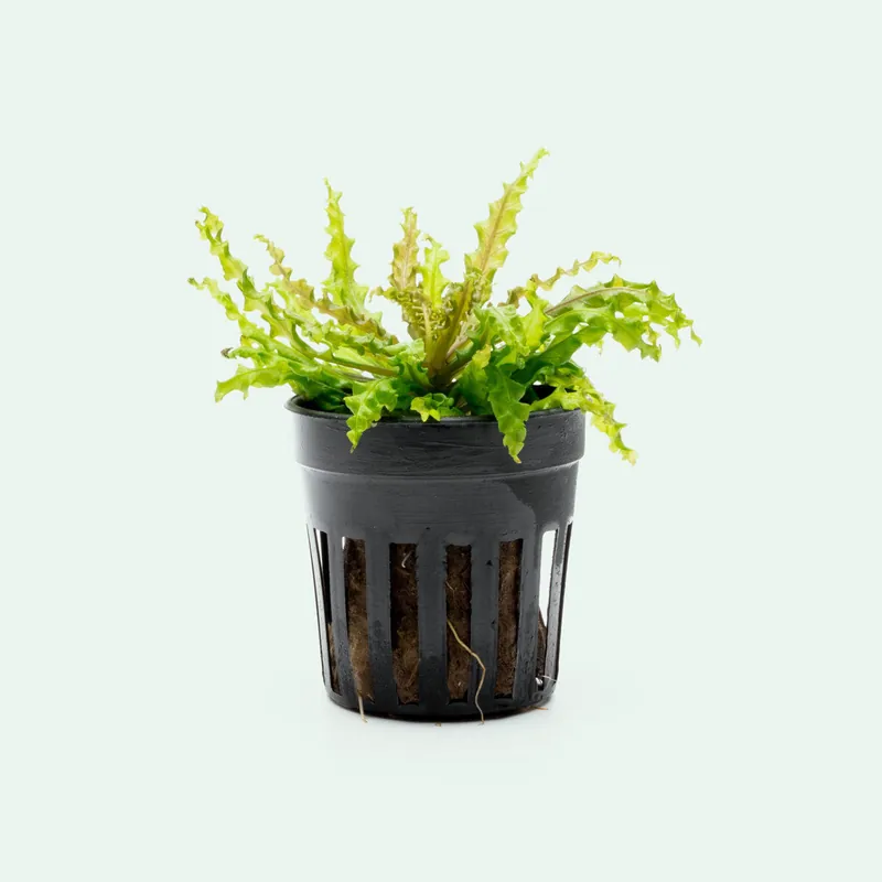 Pogostemon Helferi Downoi Red - CPA