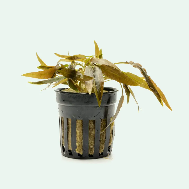 Cryptocoryne Axelrodi - WCA