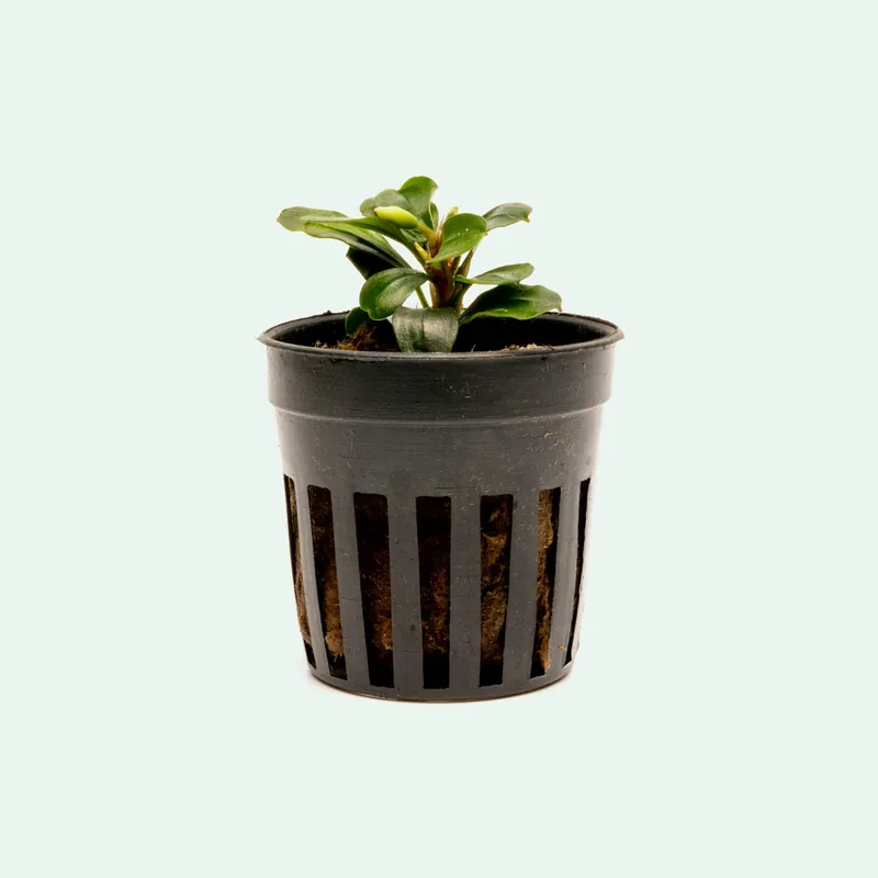 Bucephalandra Apple Leaf - CPA