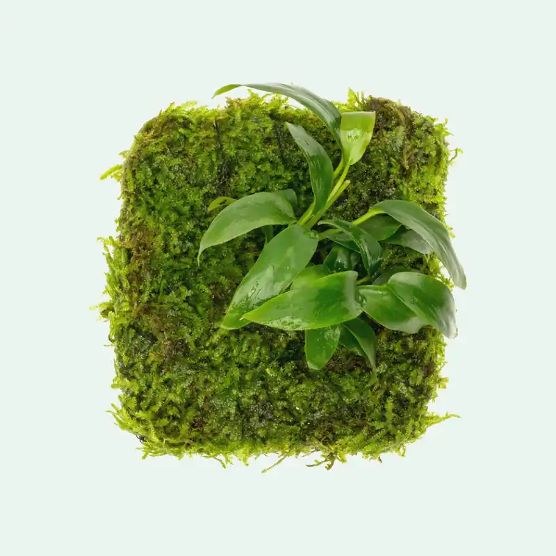 Anubias Minima Moss Fiber Mat - CPA