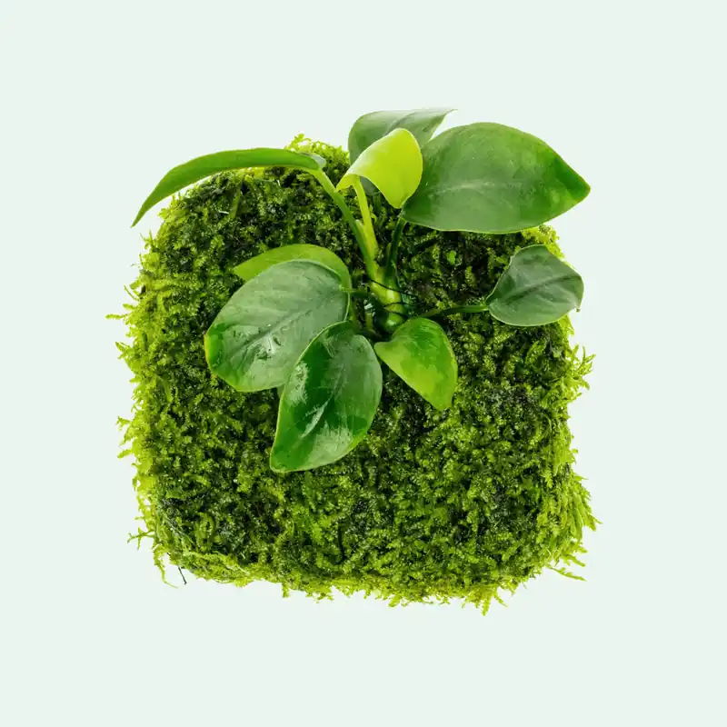 Anubias Nana Moss Fiber Mat - WCA
