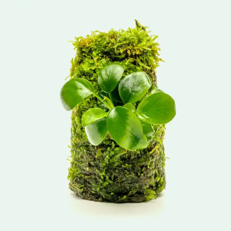 Anubias Nana Moss Tower - WCA