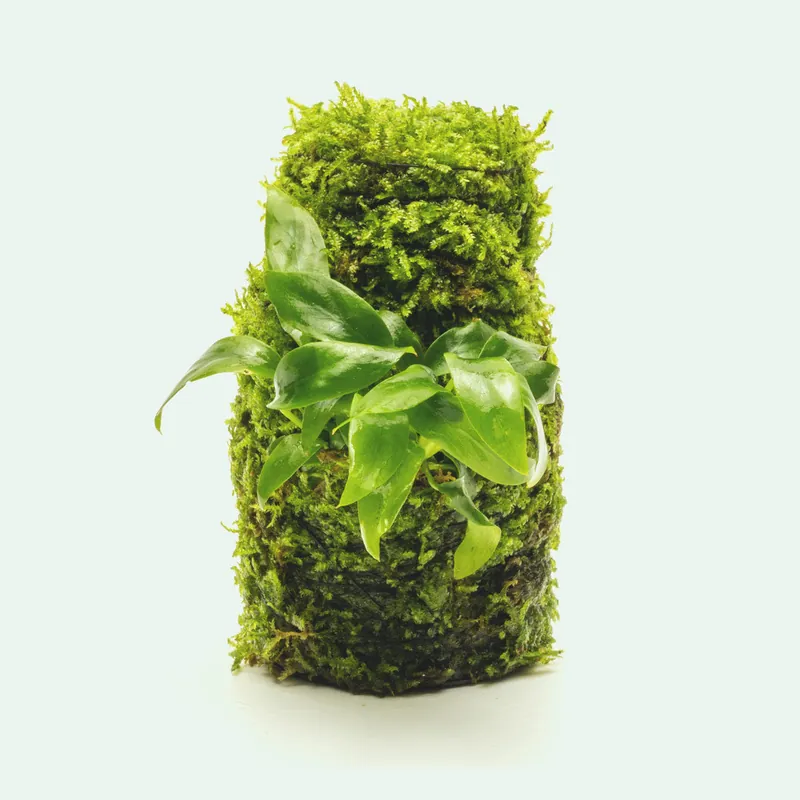 Anubias Minima Moss Tower - WCA