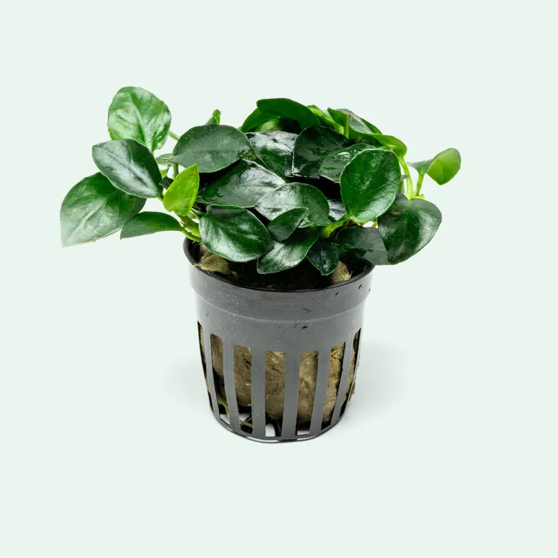 Anubias Barteri Petite Round - CPA