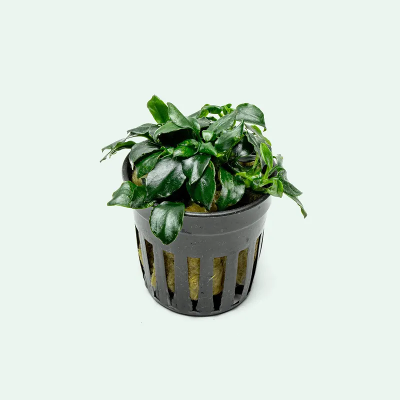 Anubias Barteri Dark Angel - CPA