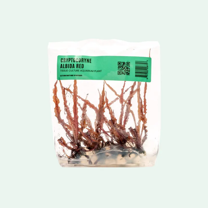 Cryptocoryne Albida Red Tissue Culture - WCA