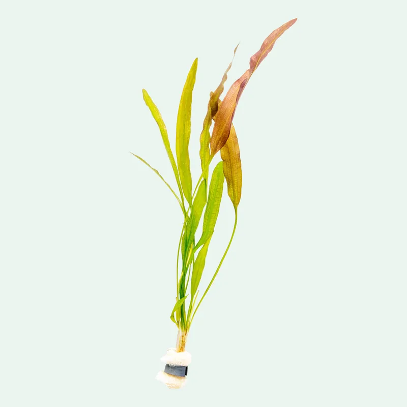 Aponogeton Crispus - SI