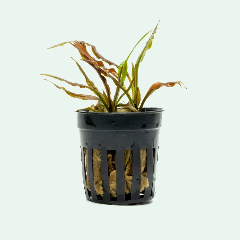 Cryptocoryne Costata - WCA