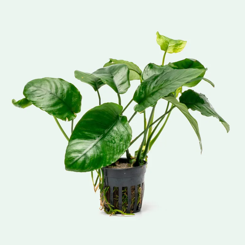 Anubias Wrinkle Leaf - WCA