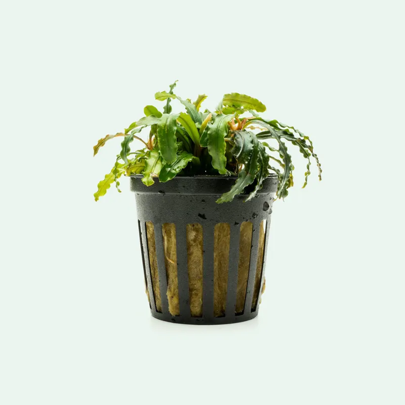 Bucephalandra Velvet 3 Color