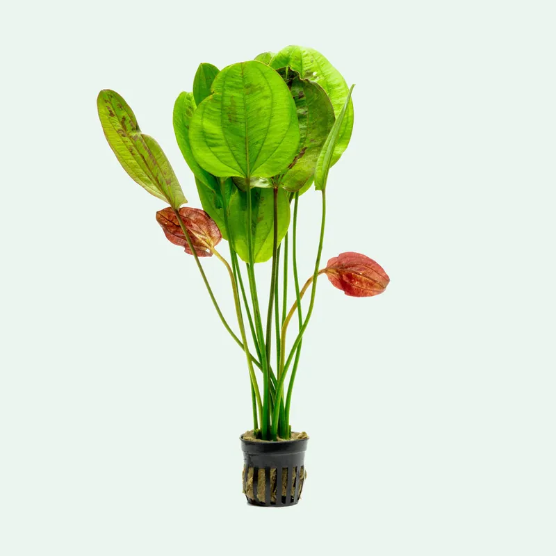 Echinodorus Yellow Sun - WCA