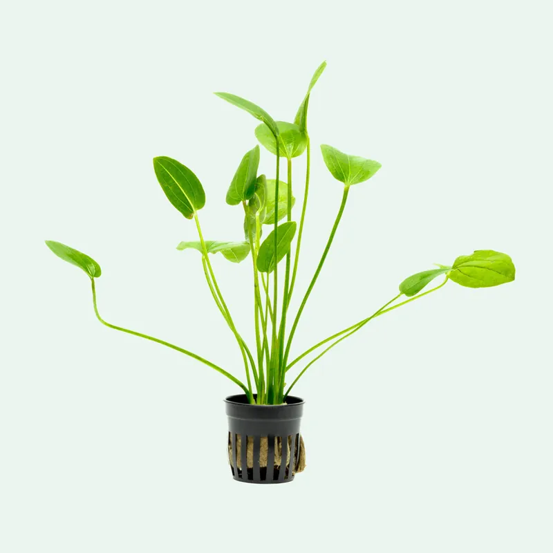 Echinodorus Tiger Green - WCA