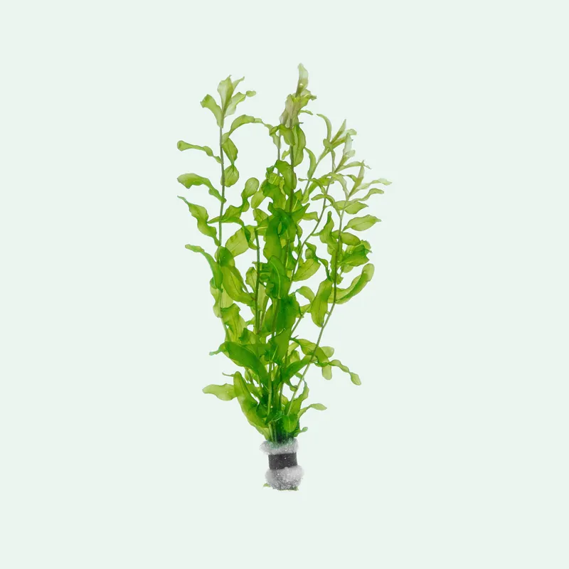 Potamogeton Crispus - SI