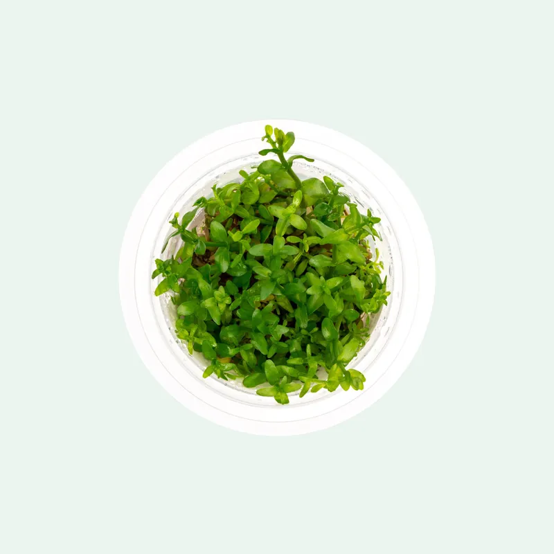 Bacopa Caroliniana Tissue Culture - SI