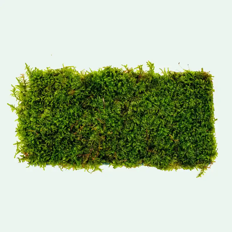 Christmas Moss Fiber Mat - WCA