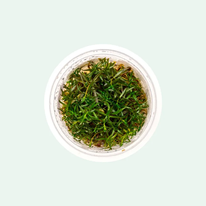 Ludwigia Crystal Tissue Culture - SI