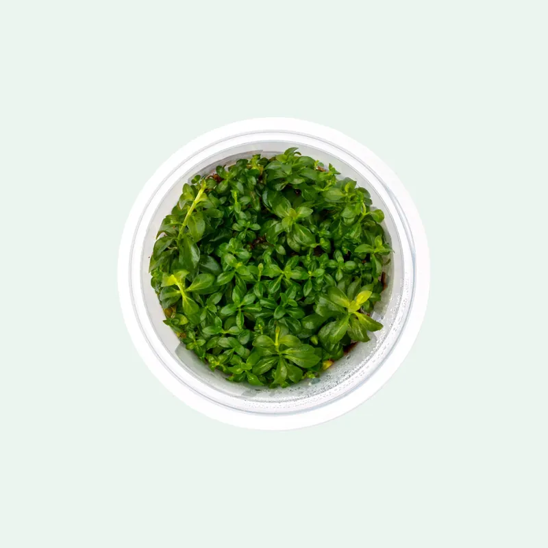 Ludwigia Dark Orange Tissue Culture - SI
