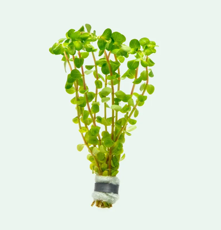 Rotala Colorata - SI