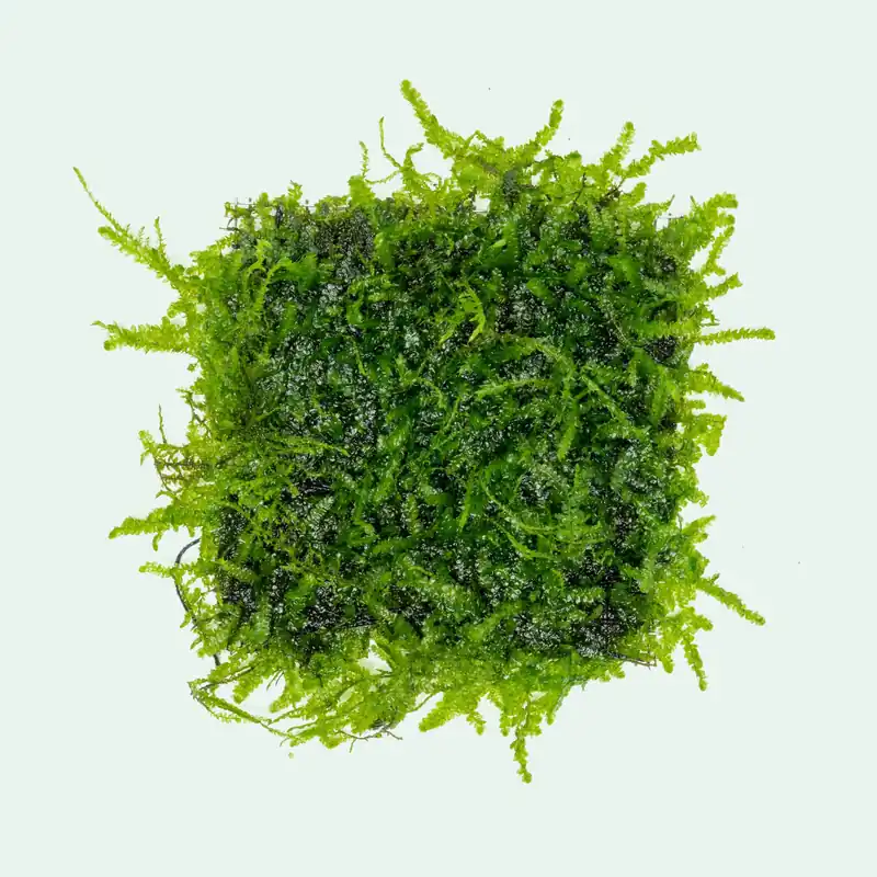 Anchor Moss - SI