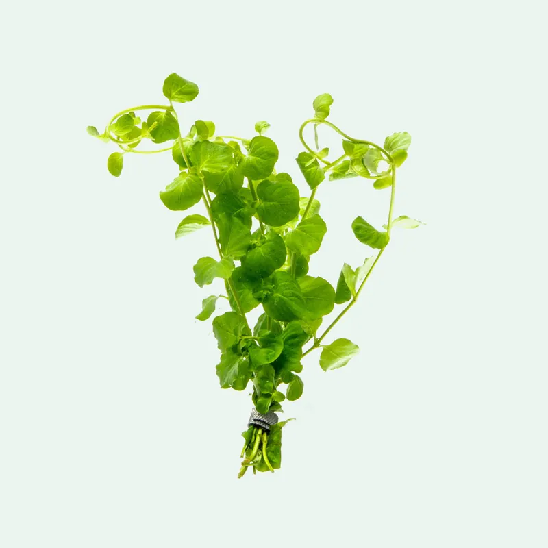 Lysimachia Nummularia - ACW