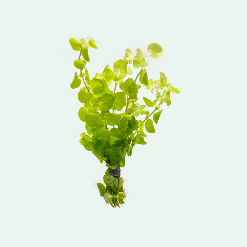 Lysimachia Nummularia Aurea - ACW
