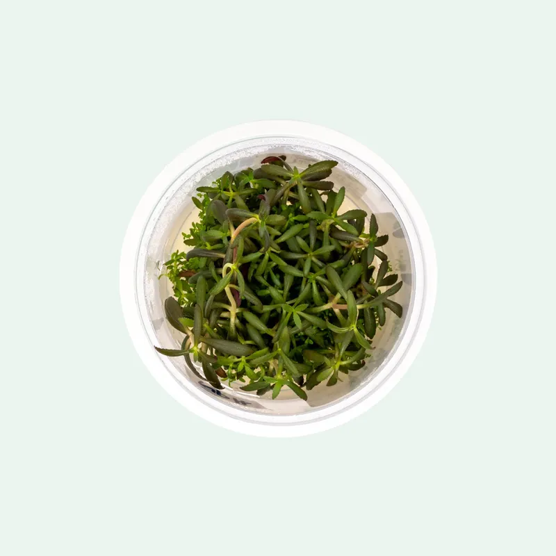 Limnophila Aromatica Tissue Culture - Aquatic Farmer