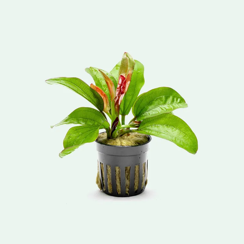 Echinodorus Fancy Twist - WCA