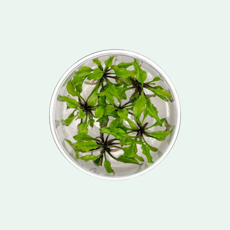 Cryptocoryne Schulzei - WCA