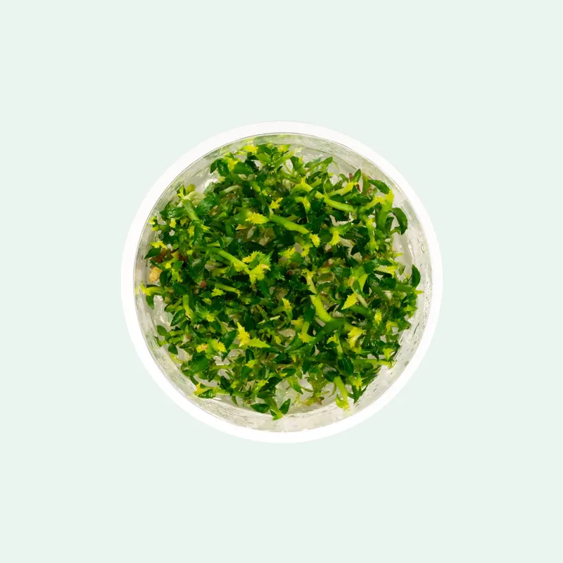 Ammania Towuti Tissue Culture - WCA