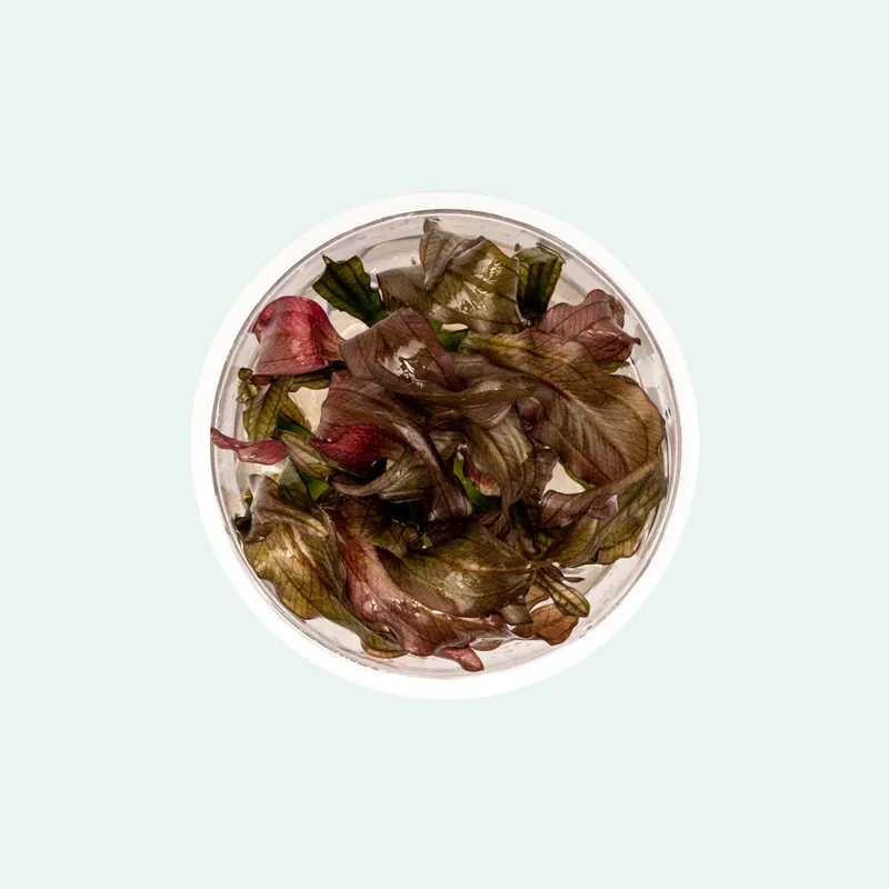 Echinodorus Red Diamond Tissue Culture - WCA