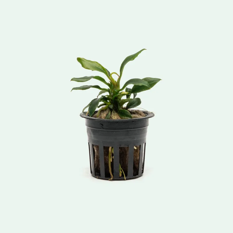 Anubias Chili Mini - CPA