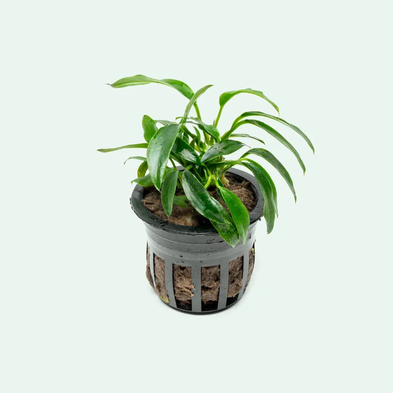 Anubias Chili Jalapeño - CPA