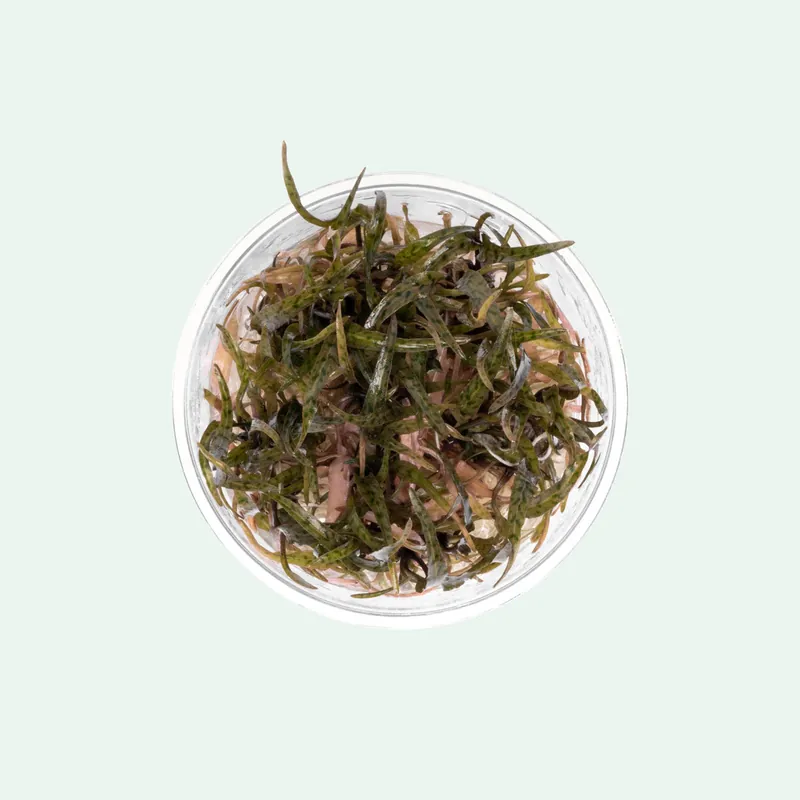 Cryptocoryne Ferruginea Sekadauensis - CPA